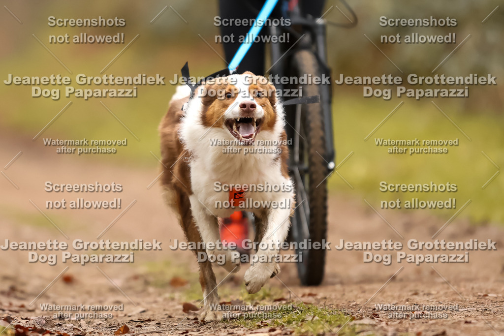 Dog Paparazzi - Speedhunter Mannheim  2025-438 | Dog Paparazzi Jeanette Grottendiek Fotografie & Videografie