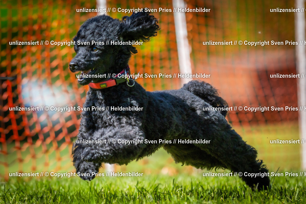 Hunderennen_April_2026_903 | 2026-04-26 - Hunderennen Baden-Oos April 2026 - Realisiert mit Pictrs.com
