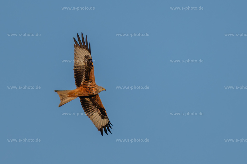 Rotmilan am Himmel | Ausschau nach dem nächsten Fresschen - Realisiert mit Pictrs.com