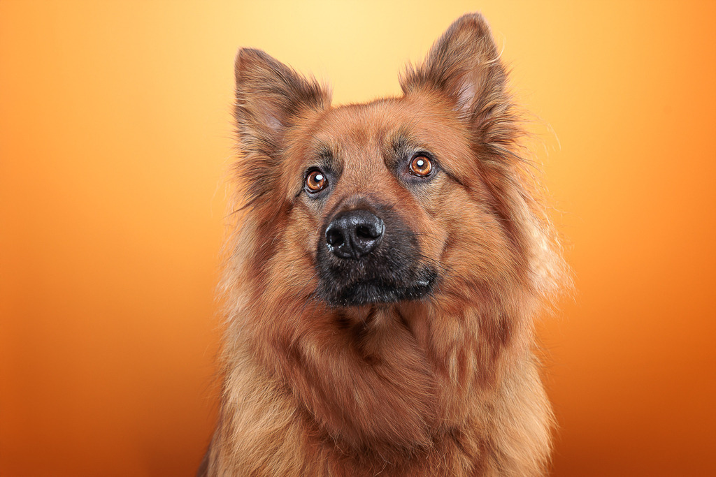 Nickbest-Hundefotografie Bremen Blumenthal--4254 | Dein Hund! Dein Moment! Deine Erinnerungen! Hundefotografie in Bremen Blumenthal. Ich fange die besonderen Momente deines Vierbeiners ein – ob Indoor mit Blitzanlage oder in der freien Natur. Sicher dir dein Moment und dein Termin für eure Erinnerungen.