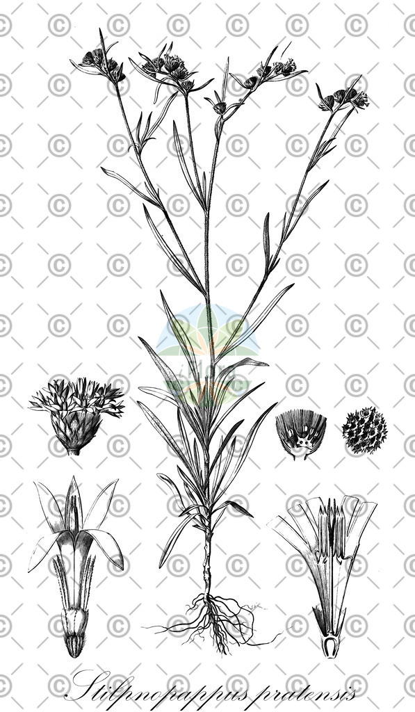 HistAbb_wfo-0001105772_1_ENZY_Simple | Historische Abbildung von Stilpnopappus pratensis - Asteraceae | Historical Illustration of Stilpnopappus pratensis - Asteraceae