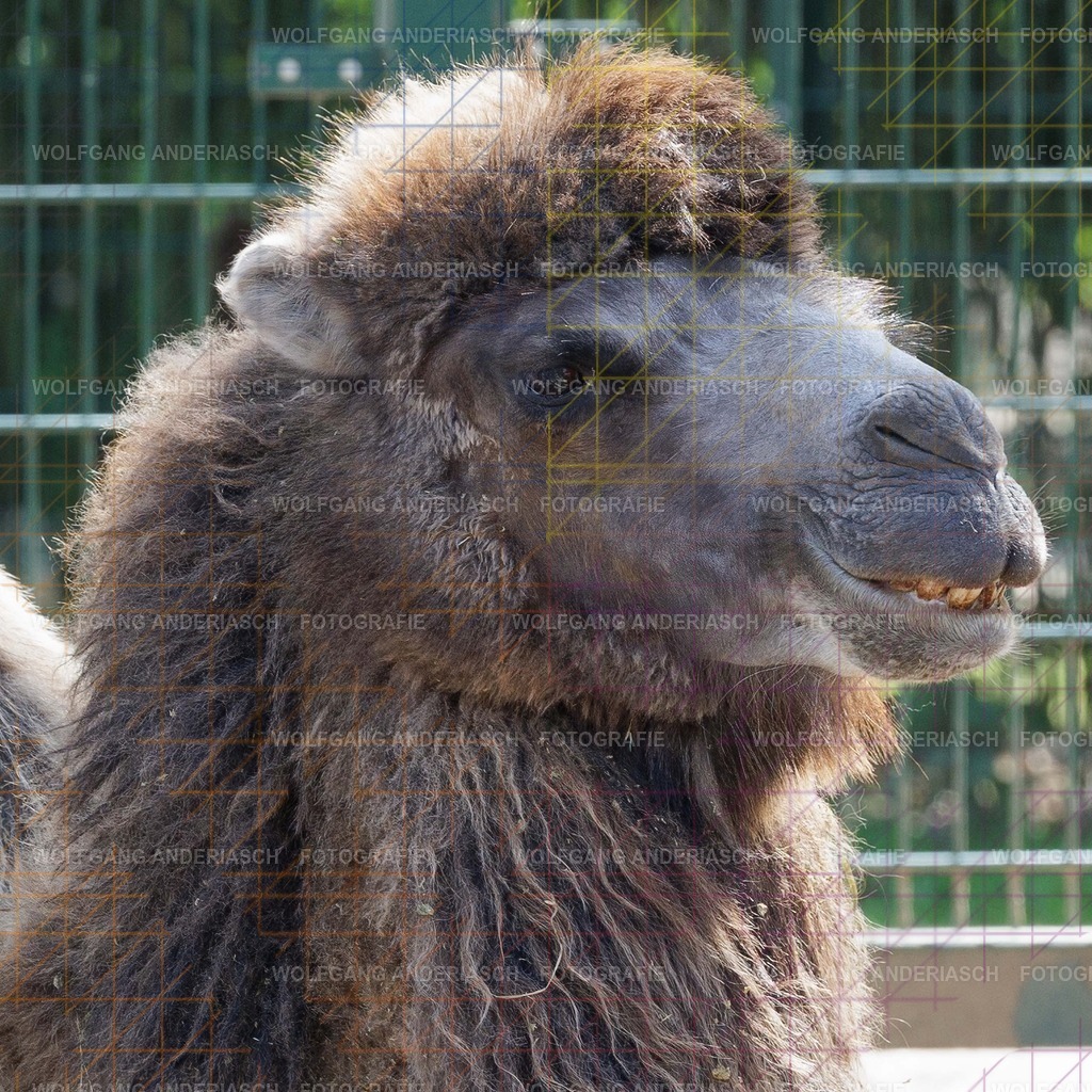 2026414-123514Zoo_Frankfurt100L0765_finish | Im Zoo Frankfurt zeigt sich genau das: kleine Momente, echte Begegnungen, ungefilterte Emotion. - Realisiert mit Pictrs.com