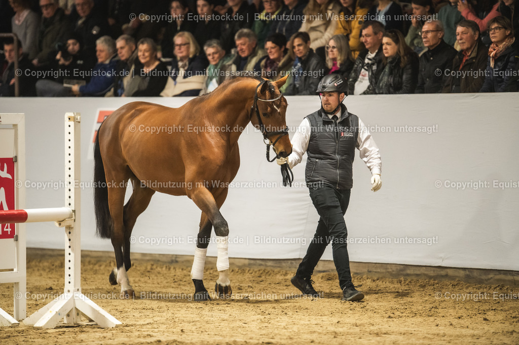 20240302_Hengstvorstellung_Marbach_TOMsPiC_0255 | equistock