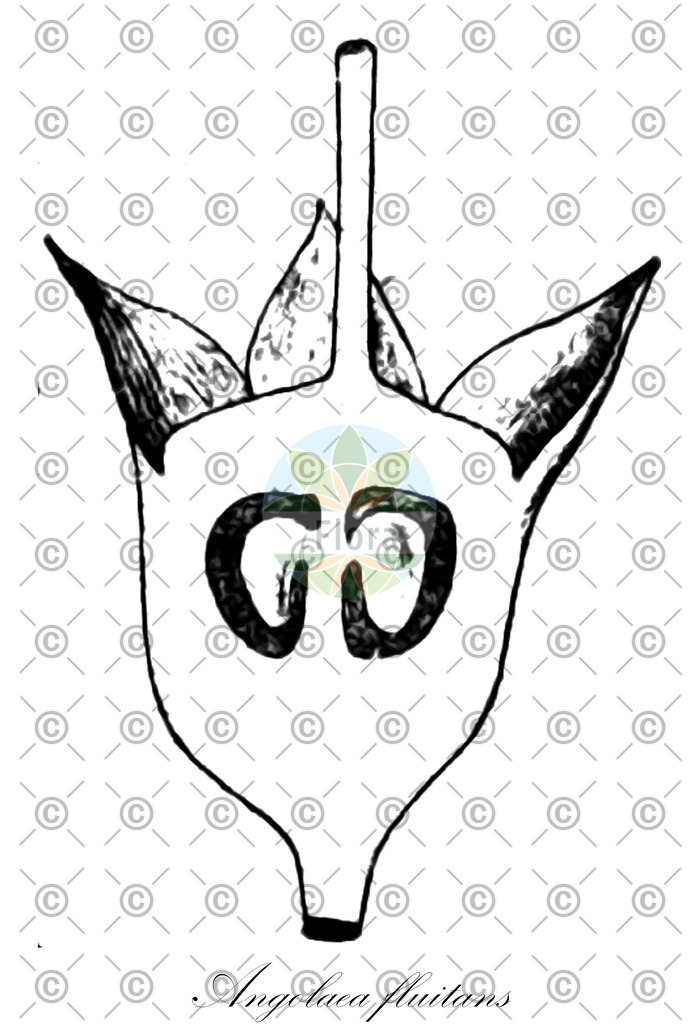 HistAbb_wfo-0000536542_289_ENZY_Simple | Historische Abbildung von Angolaea fluitans - Podostemaceae | Historical Illustration of Angolaea fluitans - Podostemaceae