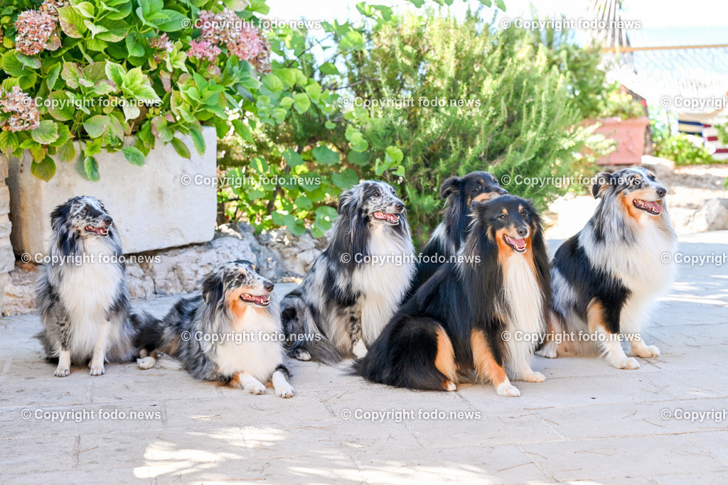 Hunde in Kroatien_ 31.07.2023-41 | 31.07.2023, Kroatien, HRV, Brač, Insel in Dalmatien im Bild Hunde, Shelties