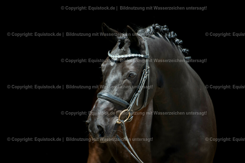 20210531_Warmblut-im-Portrait_0001 | Foto: Thomas Hartig