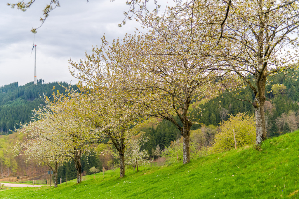 Obstbaumblüte auf dem Bisle | Obstbaumblüte auf dem Bisle - Realisiert mit Pictrs.com
