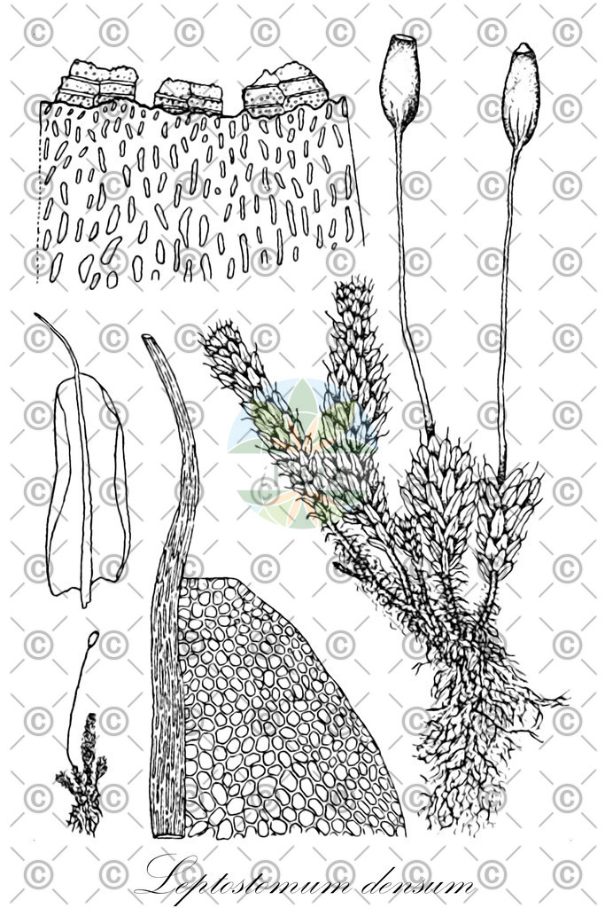 HistAbb_wfo-0001168883_1_ENZY_Simple | Historische Abbildung von Leptostomum densum - Leptostomataceae | Historical Illustration of Leptostomum densum - Leptostomataceae