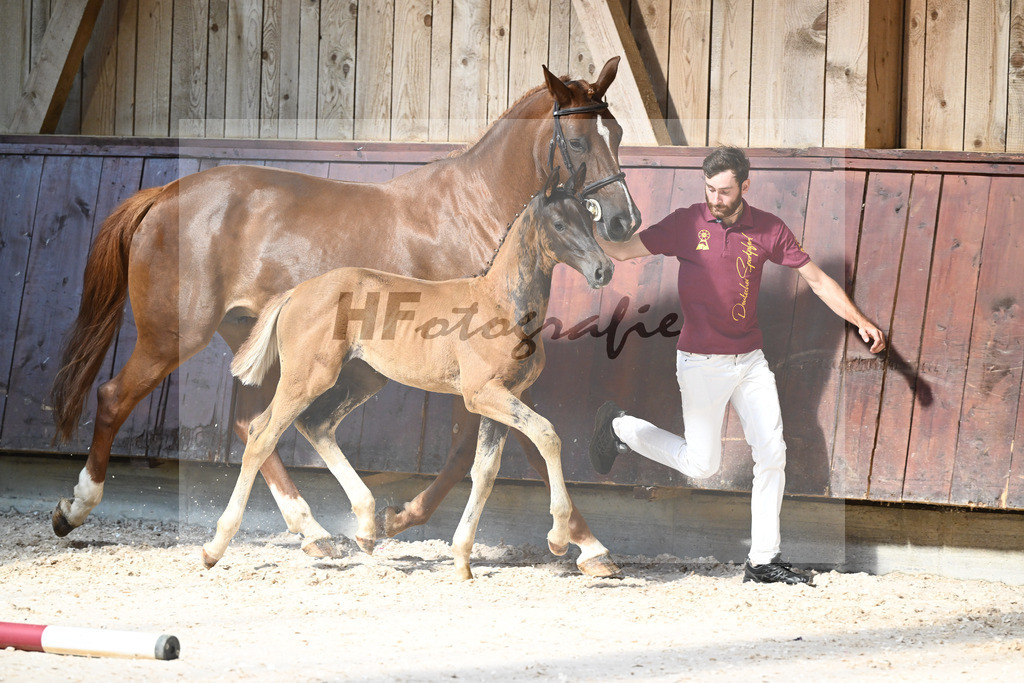 Kat-Nr. 24 SF Bon Esprit x Samico_Haarmann_32240099 | hf-fotografie - Realisiert mit Pictrs.com
