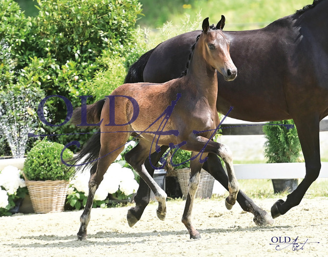 17 Formel Eins DE433330115223 For Dance - Sandro Hit - Donnerhall | <meta name="description" content="★Offizieller Merchandise und Foto-/Videostore des Oldenburger Verbandes.★ ✅Jetzt auch digital Ausdrucke erhältlich." />
<meta name="keywords" content="Merchandise Foto-/Videostore Oldenburger Verband Photographie 