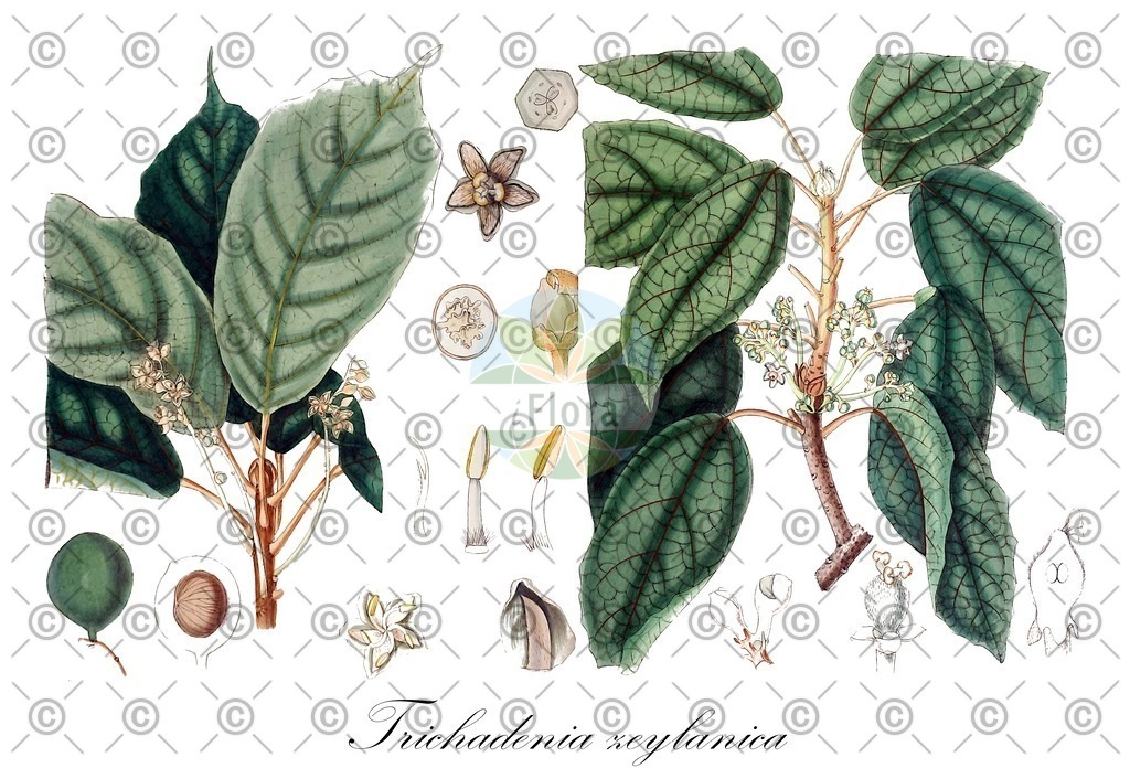 HistAbb_wfo-0000035304_1_ENZY_Simple | Historische Abbildung von Trichadenia zeylanica - Achariaceae | Historical Illustration of Trichadenia zeylanica - Achariaceae