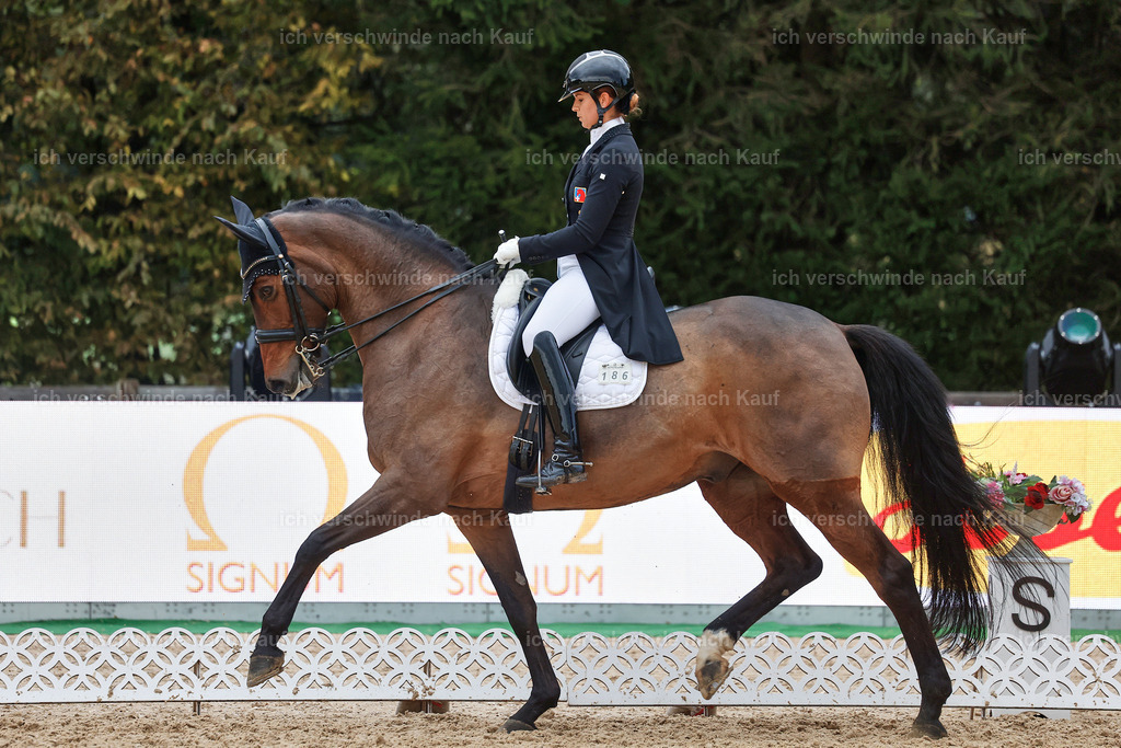 12-186-DRESSUR  S___  -StoibPH-5372 | working equitationturnier fotograf videograf stoibphotography marixx film working equitation deutschland reitsport turnierfotografie eventfotografie equestrian events