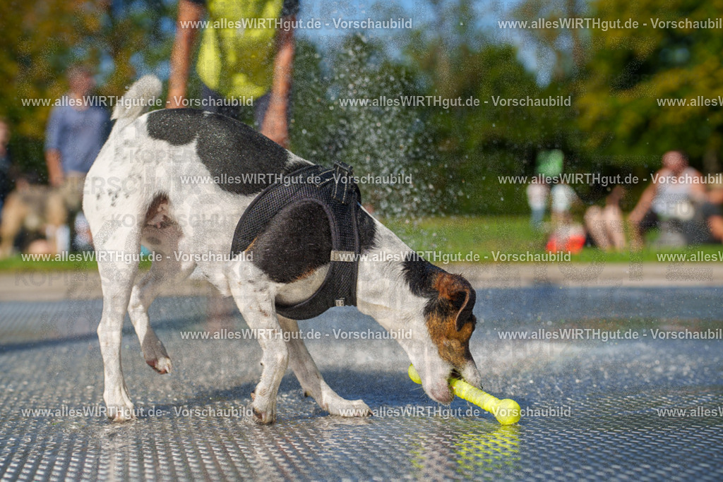 allesWIRTHgut Tierfotografie - allesWIRTHgut.de - 7IV08193 | Professionelle Tierfotografie in Mönchengladbach von Daniel Wirth (allesWIRTHgut). Liebevolle & natürliche Bilder von Hunden & Katzen für unvergessliche Erinnerungen.