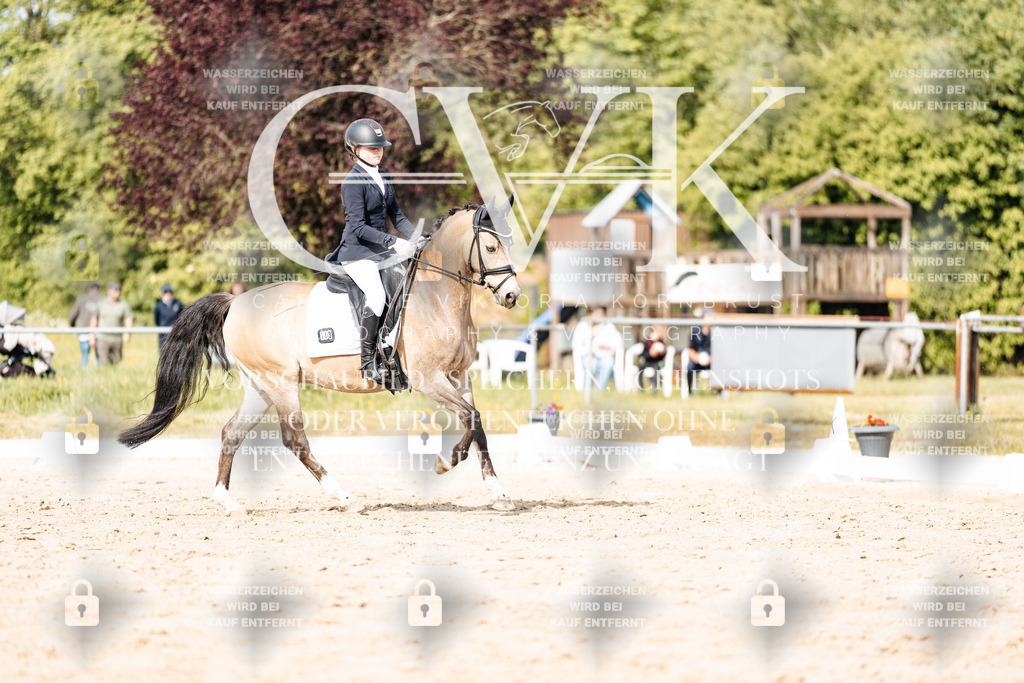 CK900413 | Turnierfotografie Pferdefotografie Trier Rheinland-Pfalz Pferdesport Reitsport Tierfotografie Sportfotografie Pferdevideo Pferdevideografie Equestrianvideography equestrianphotography  - Realisiert mit Pictrs.com