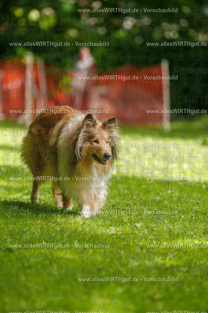 @allesWIRTHgut_Tierfotografie - www.allesWIRTHgut.de - 095442-7R507830 | Professionelle Tierfotografie in Mönchengladbach von Daniel Wirth (allesWIRTHgut). Liebevolle & natürliche Bilder von Hunden & Katzen für unvergessliche Erinnerungen.