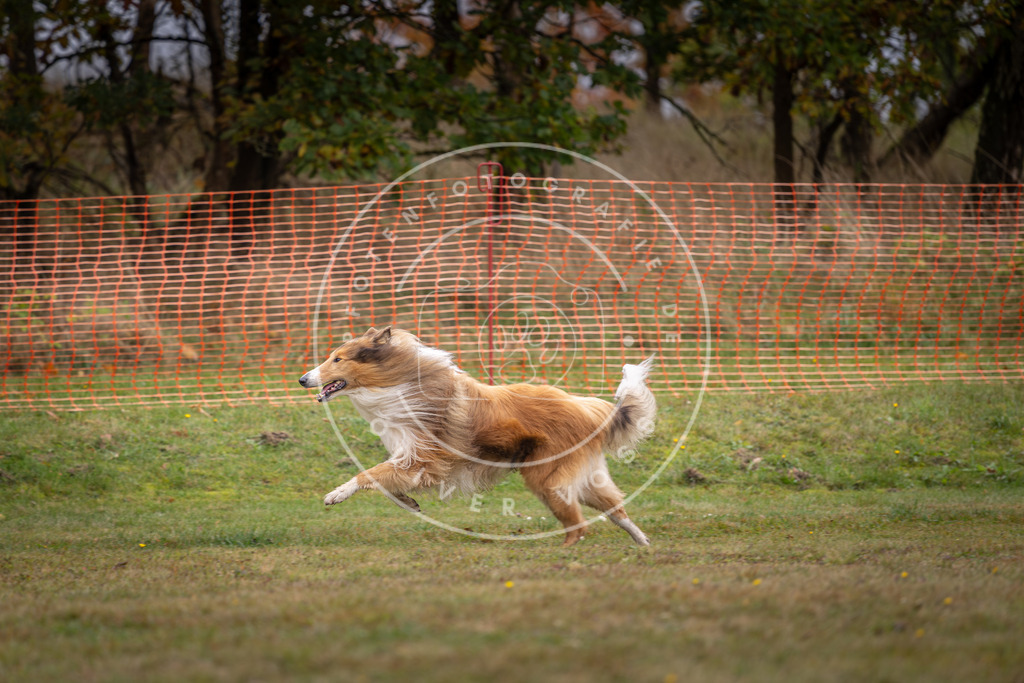 Pfotenfotografie_DV3A1495 | Hundefotografie, Tierfotograf, Pfotenfotografie, Fotoshooting Hund, Hunde Portrait, Hundesport, Hundeportraits, Heideshooting, Hunde, Sportfotograf, Hundefotograf, Turnierhundsport, THS,  - Realisiert mit Pictrs.com