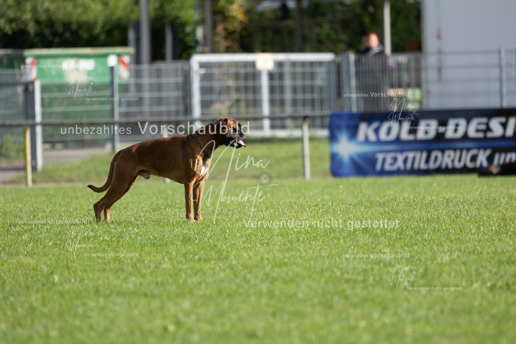 _16A6589 | Einzigartige Fotos von Hunden & Menschen –Actionfotos, Portraits, Vereinsaufnahmen & Paarshootings – authentisch, lebendig & mit Herz.