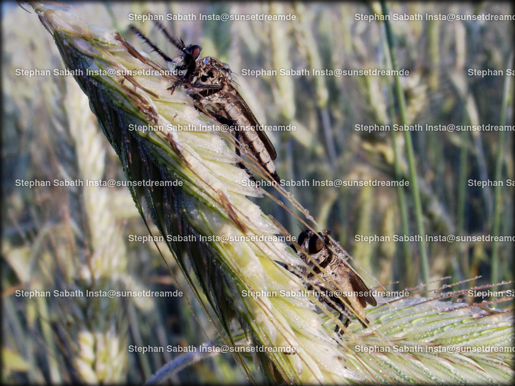 Bremsenpaar (1) | Sie werden ihren Augen nicht trauen