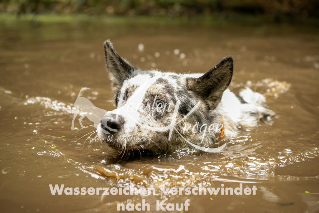 1205_ZZ92594-Bearbeitet | kk-dogfotos
