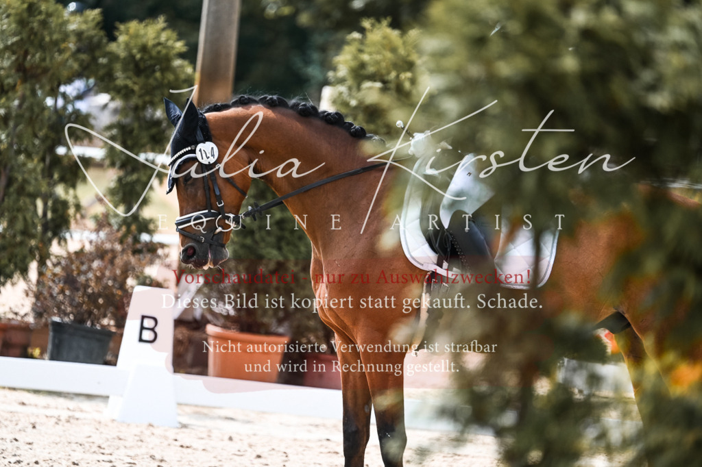 DSC_5170 | Pferde- und Turnierfotografie in Westsachsen. Pferdeportraits, Auftragszeichnungen und intuitive Kunst.