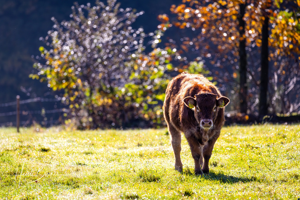 Kalb auf Weide im Morgendunst | Kalb auf Weide im Morgendunst - Realisiert mit Pictrs.com