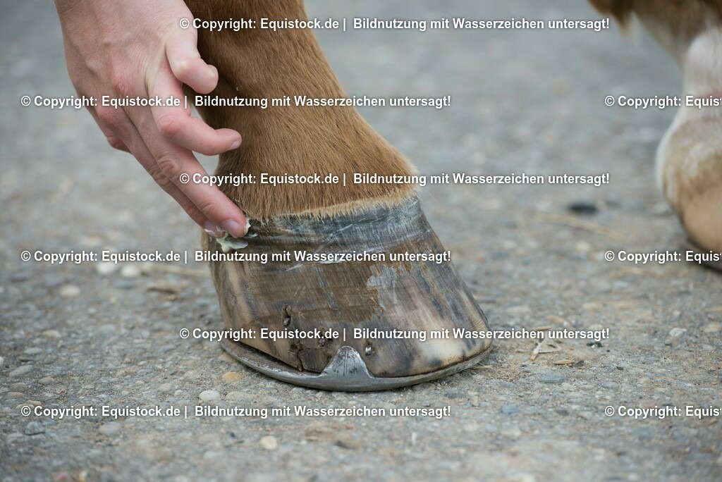 20160626_Hufpflege_0013 | Foto: Thomas Hartig