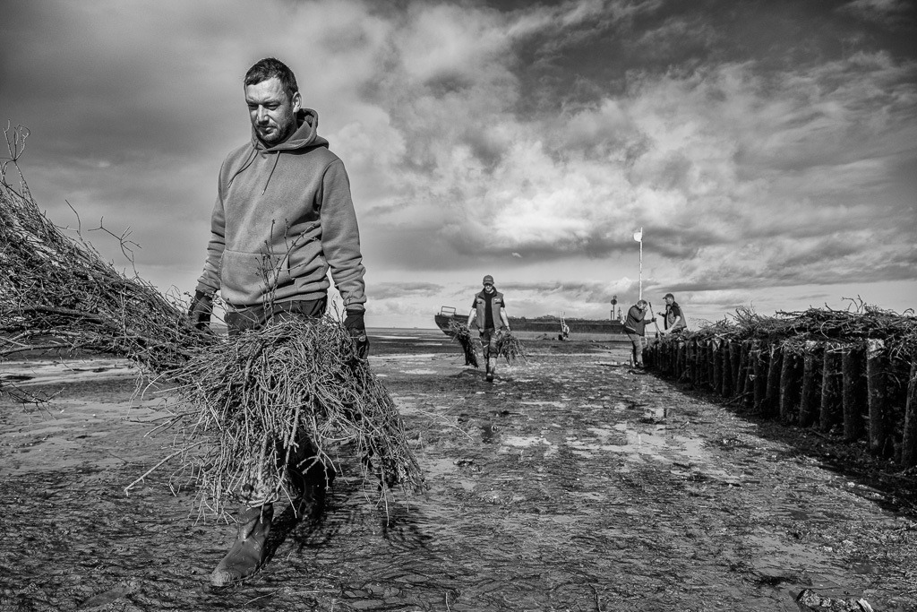 Lahnungsarbeiten des LKN.SH im Watt vor Pellworm © Holger Rüdel | Der Online-Shop von Holger Rüdel. Ausgewählte Fotografien als FineArt-Prints bestellen: Bildreportagen, Landschaften, Wildlife, History, Infrarot-Motive in Schwarzweiß und Verschiedenes.  - Realisiert mit Pictrs.com