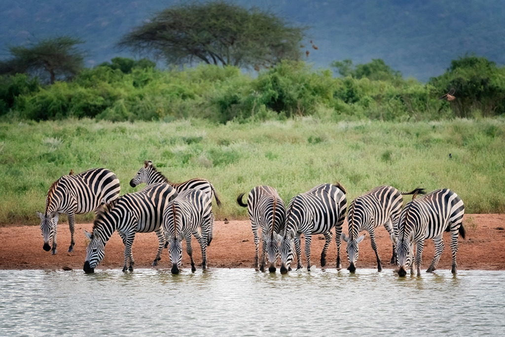 Zebras an der Wasserstelle | Kenia | Premium-Wandbild von justsomewhere.com: Eine Herde von Zebras steht nebeneinander an einer Wasserstelle in Kenia und trinkt aus dem Gewässer vor einer grünen Buschlandschaft. - Realisiert mit Pictrs.com