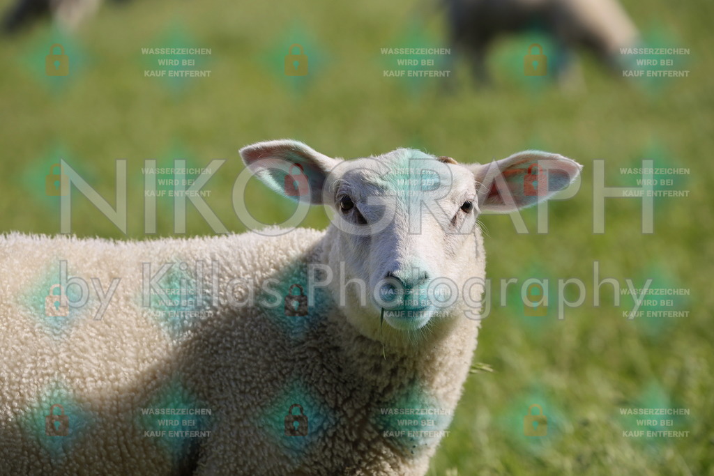 Portrait eines Schafes am Deich | Schafe tragen zum Küstenschutz bei, in dem Sie die Grasnabe auf dem Deich kurz halten und mit ihren Klauen den Boden verdichten.