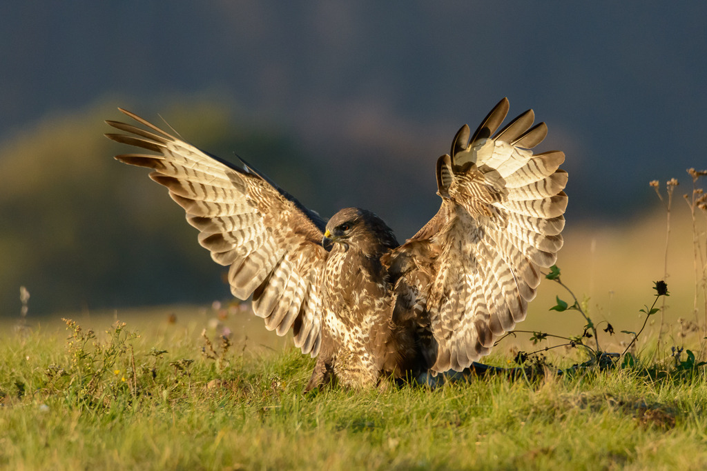 bussard-2017-555 | Ein Mäusebussard hat von seinem Ansitz Beute erspäht und ist neben ihr gelandet, um zu fressen. Das Foto entstand im Naturpark Feldberger Seenlandschaft in Mecklenburg-Vorpommern. - Realisiert mit Pictrs.com