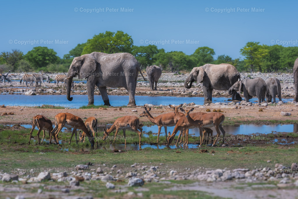 Etosha_Nationalpark_Namibia-585 | piet_flosse