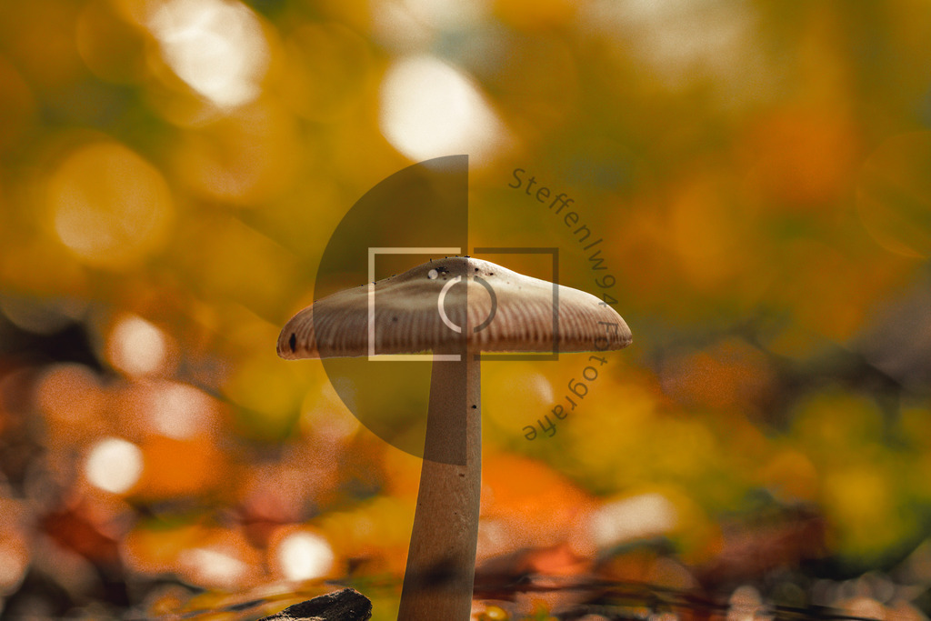 Grauer Scheidenstreifling Wandbild | Ich bin Fotograf und auf meiner Webseite hast du die Möglichkeit meine fotografie als Wandbilder druckfertig für dein Zuhause zu bestellten. - Realisiert mit Pictrs.com