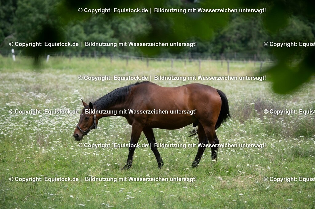 20210712_Pferd-auf-Weide_0001 | Foto: Thomas Hartig