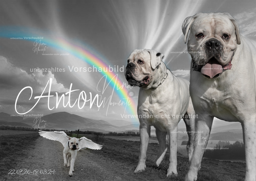 collage2 | Einzigartige Fotos von Hunden & Menschen –Actionfotos, Portraits, Vereinsaufnahmen & Paarshootings – authentisch, lebendig & mit Herz.