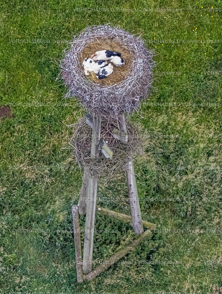 Dorsten220602897-2 | Luftbild, Storchennest mit Junge und weiteres Gelege mit einem Ei im Hervester Bruch, Hervest, Dorsten, Ruhrgebiet, Nordrhein-Westfalen, Deutschland