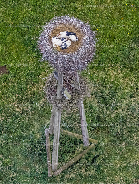 Dorsten220602897-2 | Luftbild, Storchennest mit Junge und weiteres Gelege mit einem Ei im Hervester Bruch, Hervest, Dorsten, Ruhrgebiet, Nordrhein-Westfalen, Deutschland