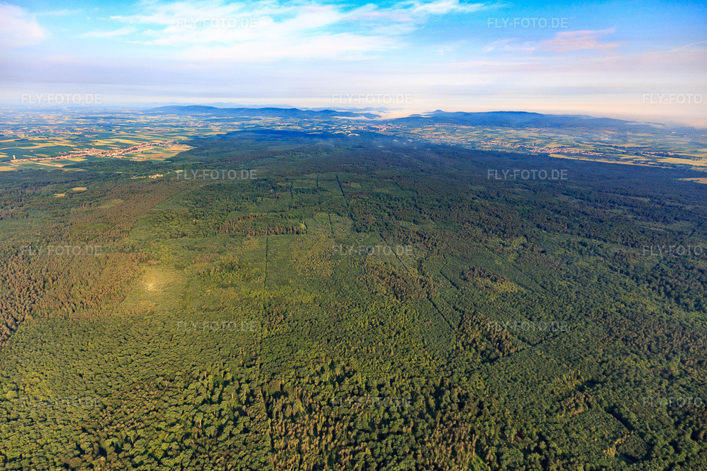 Luftbild: Der Bienwald, größtes zusammenhängendes Waldgebiet in der Rheinebene im Ortsteil Schaidt in Wörth im Bundesland Rheinland-Pfalz in Deutschland. Foto: IMG_107870.jpg vom 10.06.2018 durch Werner Riehm/FLY-FOTO.de