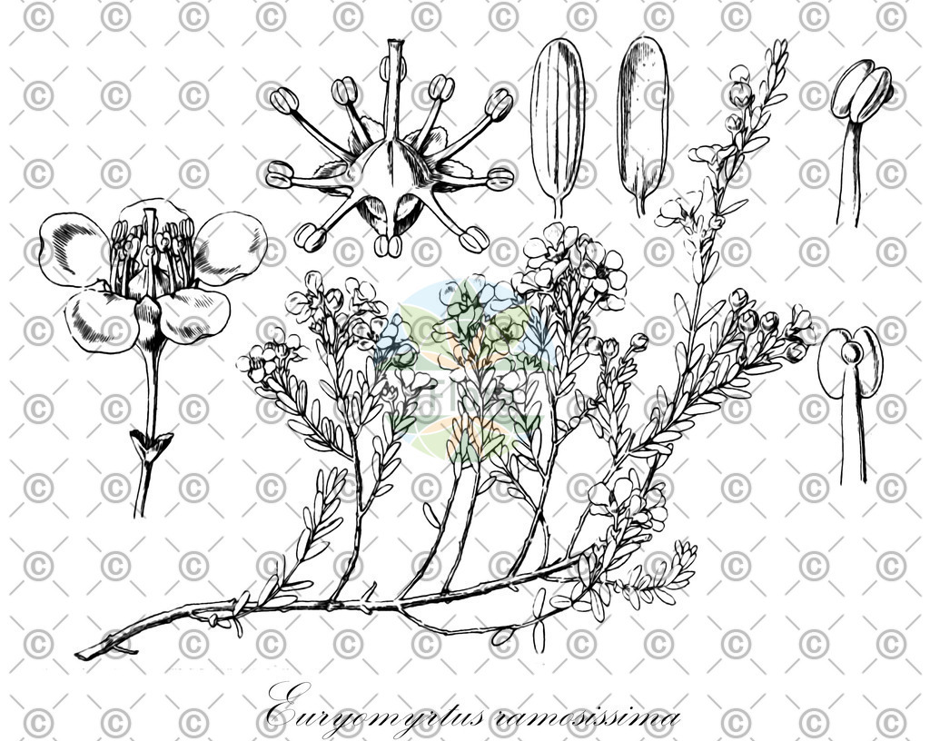 HistAbb_wfo-0000167245_1_ENZY_Simple | Historische Abbildung von Euryomyrtus ramosissima - Myrtaceae | Historical Illustration of Euryomyrtus ramosissima - Myrtaceae