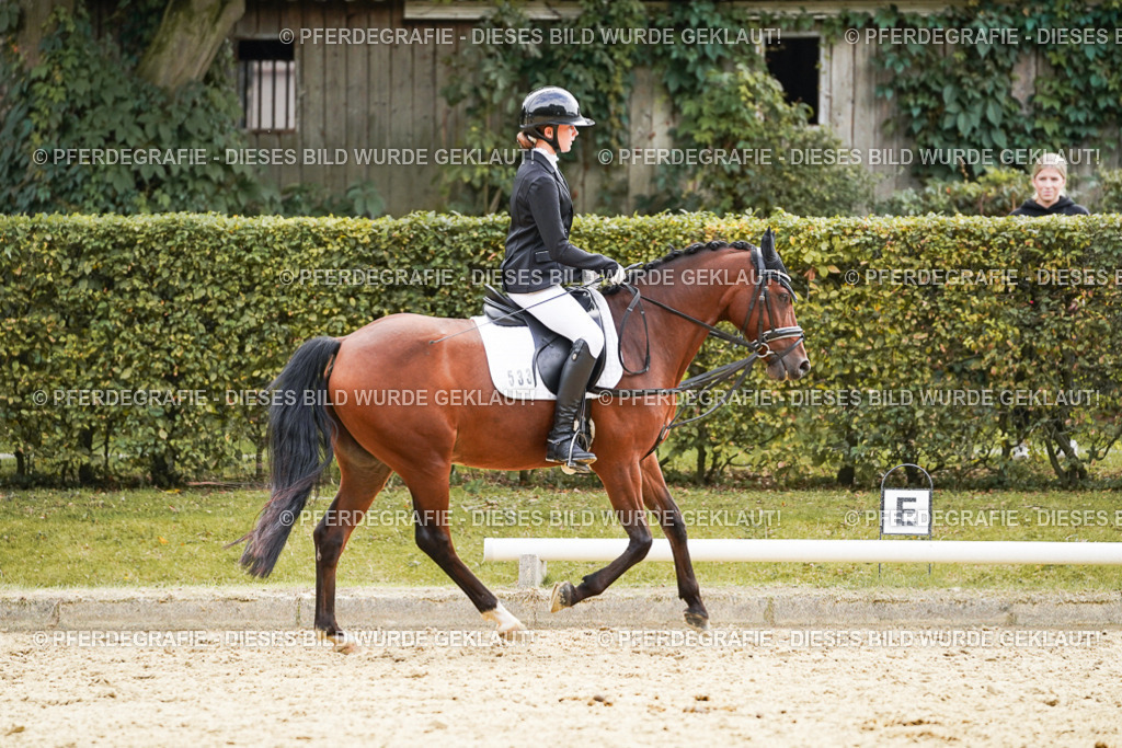 DSC01042 | Pferdegrafie