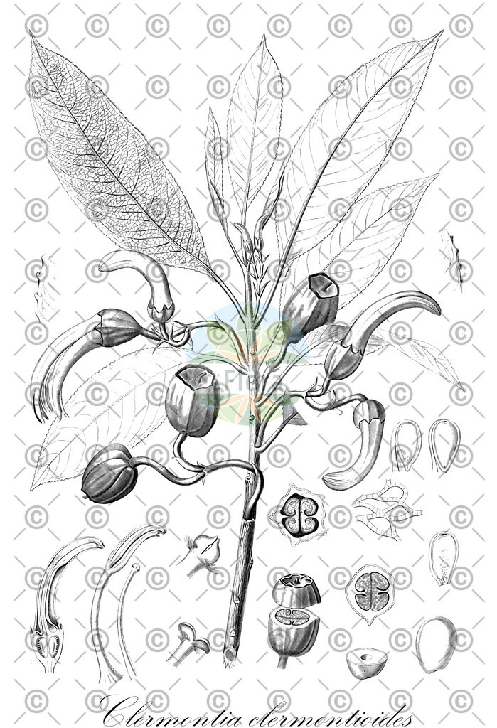 HistAbb_wfo-0000887105_1_ENZY_Simple | Historische Abbildung von Clermontia clermontioides - Campanulaceae | Historical Illustration of Clermontia clermontioides - Campanulaceae