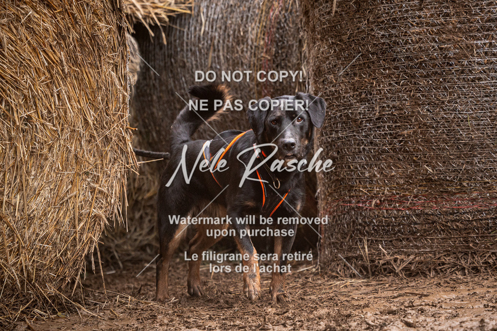nelerasche_Hunsrück_So09-11_14 | nelerasche