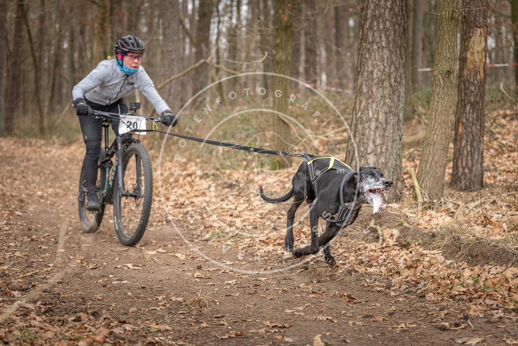 Pfotenfotografie_DV3A7460 | Hundefotografie, Tierfotograf, Pfotenfotografie, Fotoshooting Hund, Hunde Portrait, Hundesport, Hundeportraits, Heideshooting, Hunde, Sportfotograf, Hundefotograf, Turnierhundsport, THS,  - Realisiert mit Pictrs.com