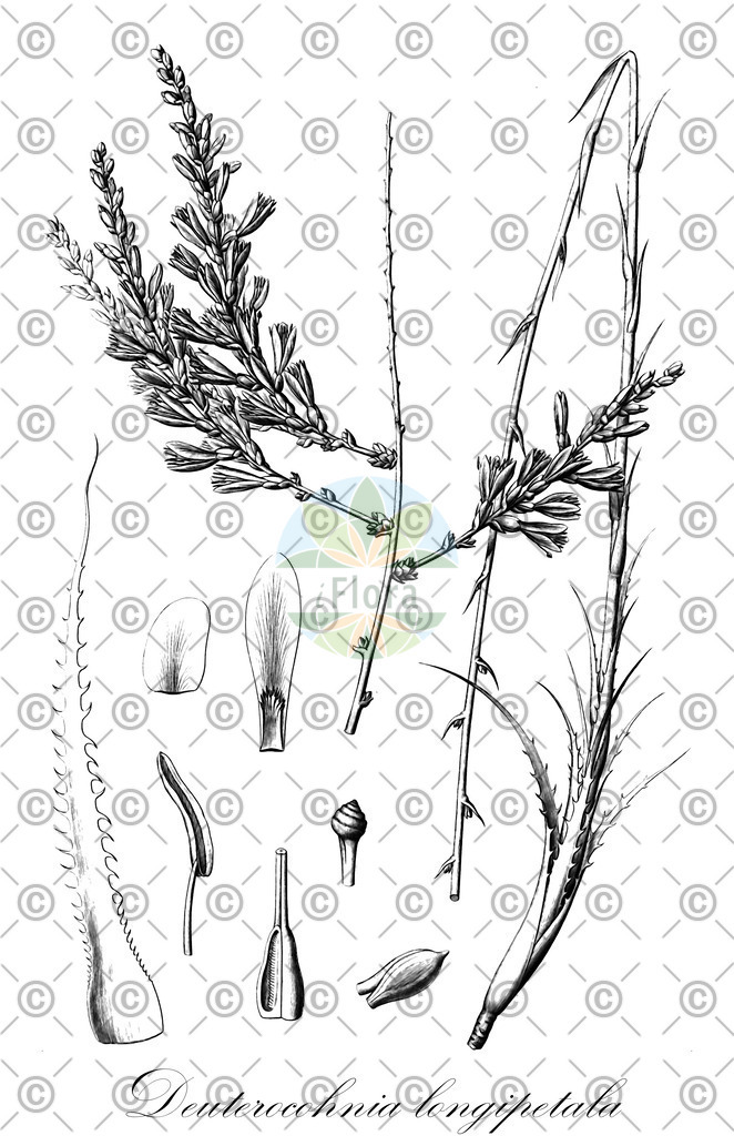 HistAbb_wfo-0000198926_1_ENZY_Simple | Historische Abbildung von Deuterocohnia longipetala - Bromeliaceae | Historical Illustration of Deuterocohnia longipetala - Bromeliaceae