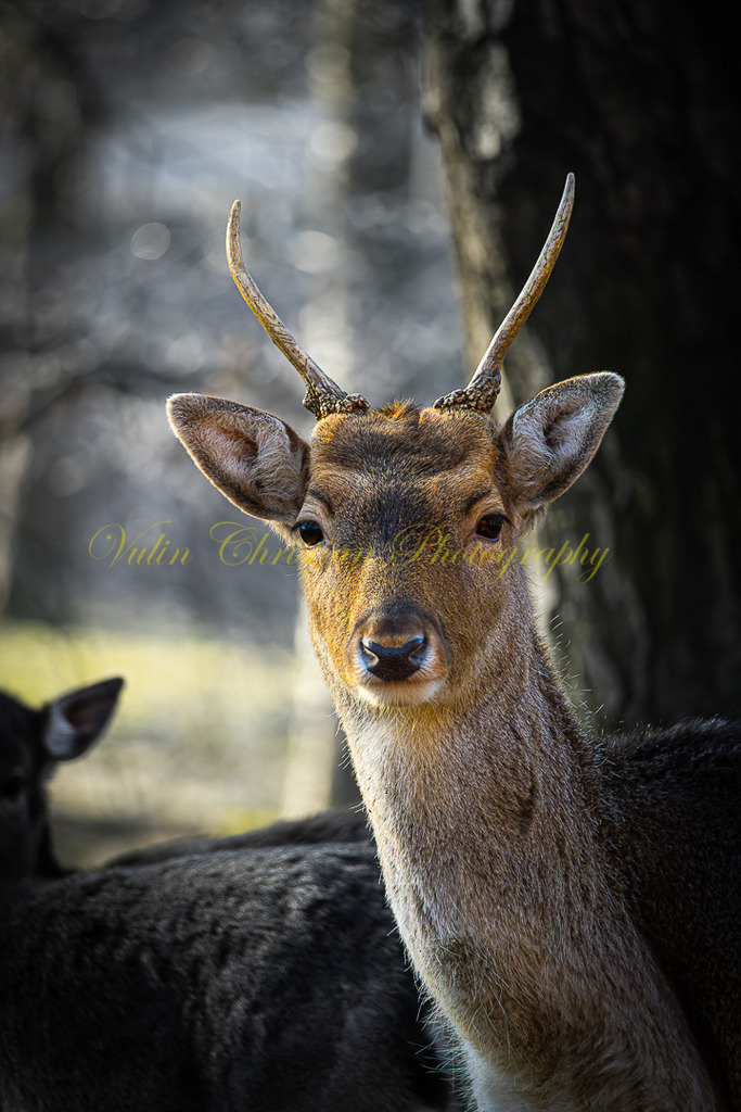 TPH 8p | Christian Vulin  - Realisiert mit Pictrs.com