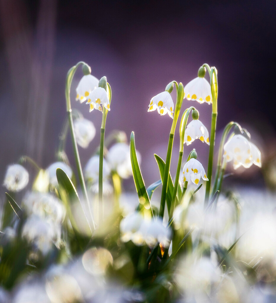 Märzenbecher im Frühnebel | Wir machen aus Ihren Bildern Erinnerungen für die Ewigkeit | Hochwertige Fotografien für Ihr zu Hause. - Realisiert mit Pictrs.com