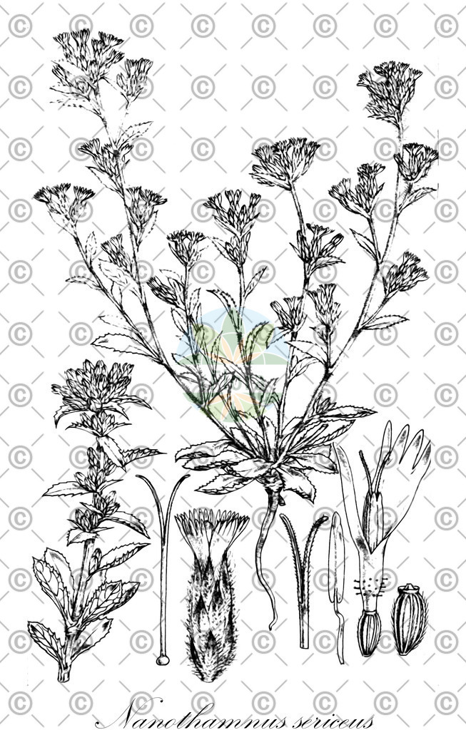 HistAbb_wfo-0001077097_1_ENZY_Simple | Historische Abbildung von Nanothamnus sericeus - Asteraceae | Historical Illustration of Nanothamnus sericeus - Asteraceae