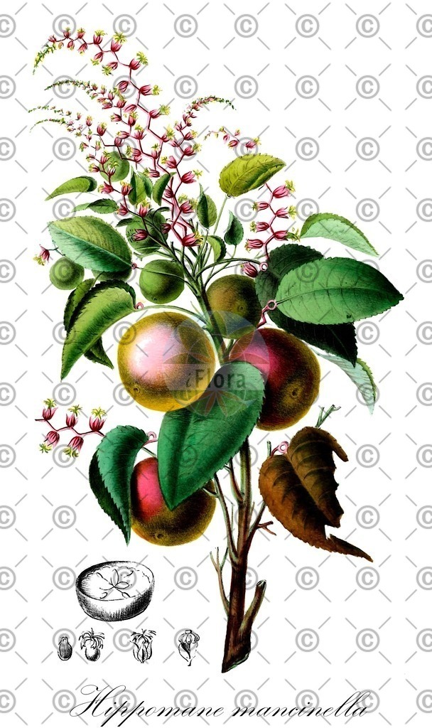 HistAbb_EMP_94599_SRC_Schlechtendal_FLORAD_SIMPLE | Historische Abbildung von Hippomane mancinella - Euphorbiaceae | Historical Illustration of Hippomane mancinella - Euphorbiaceae