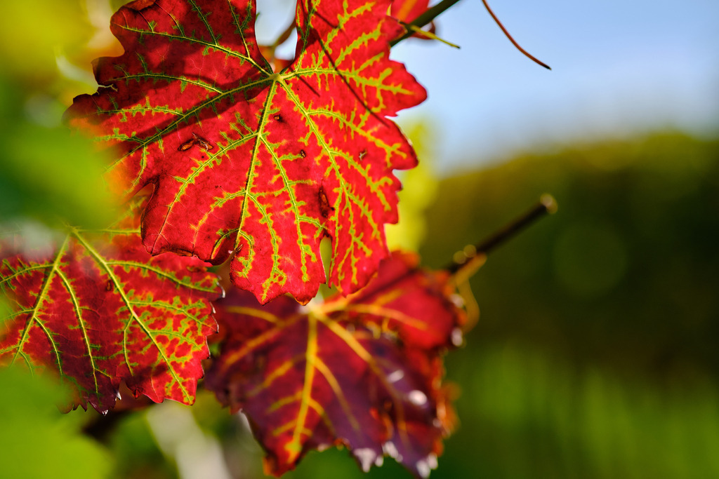 Detail herbstlicher Weinreben | Enzersfeld, Austria - October 24, 2020: Detail herbstlicher Weinreben. - Realisiert mit Pictrs.com