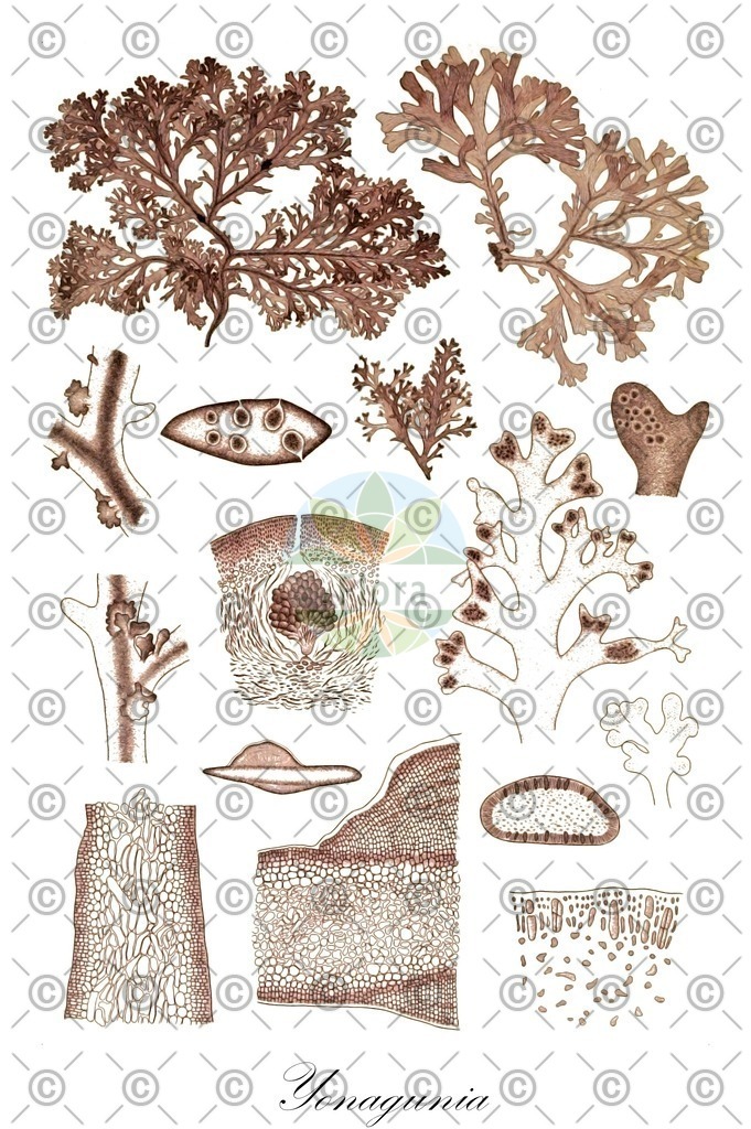 HistAbb_wfo-0000429205_1_ENZY_Simple | Historische Abbildung von Yonagunia - Halymeniaceae (0) | Historical Illustration of Yonagunia - Halymeniaceae (0)