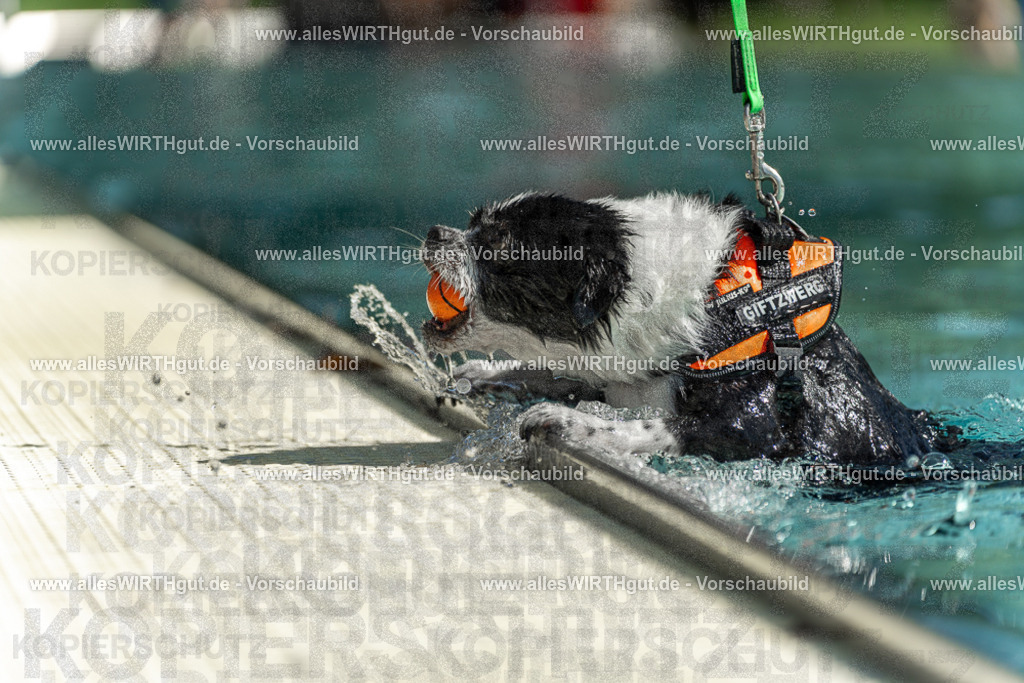 Hundeschwimmen_Volksbad_2026-allesWIRTHgut_Tierfotografie-2609061228-113820-7R500058 | Professionelle Tierfotografie in Mönchengladbach von Daniel Wirth (allesWIRTHgut). Liebevolle & natürliche Bilder von Hunden & Katzen für unvergessliche Erinnerungen.